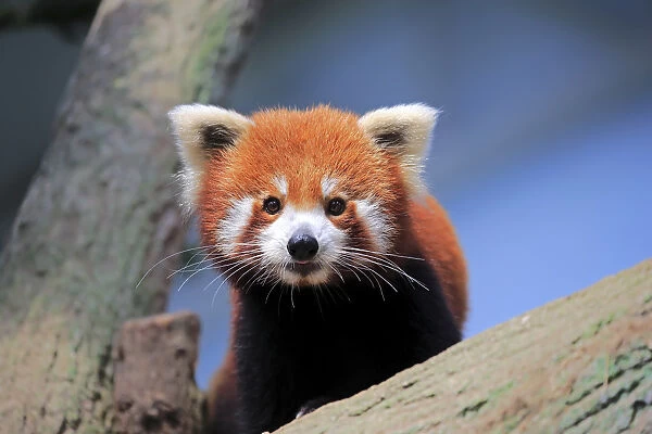 Red Panda, (Ailurus fulgens fulgens)