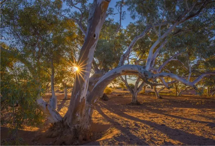 Framed Print : Red river Gums and sunstar Framed Print : Red river Gums and sunstar