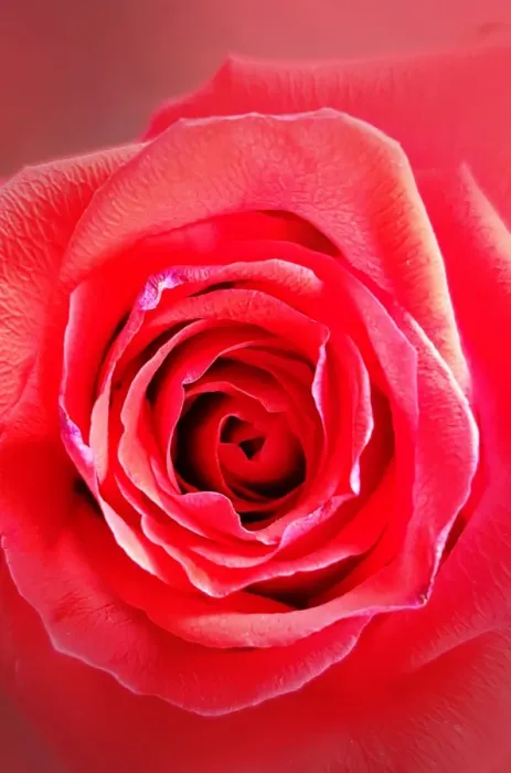 Framed Print : Red Rose