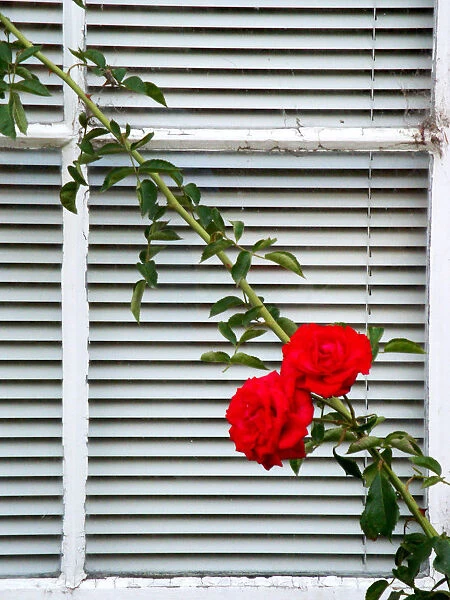 Two red rose flowers on white wooden window