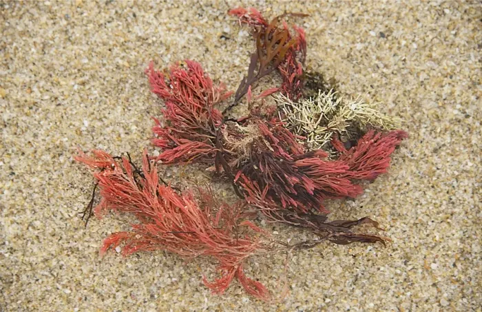 Framed Print : red Seaweed, White beach, King Island, Bass Strait, Tasmania, Australia Framed Print : red Seaweed, White beach, King Island, Bass Strait, Tasmania, Australia
