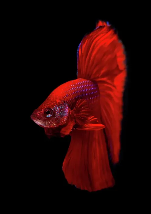 Framed Print : Red Siamese Fighting Fish