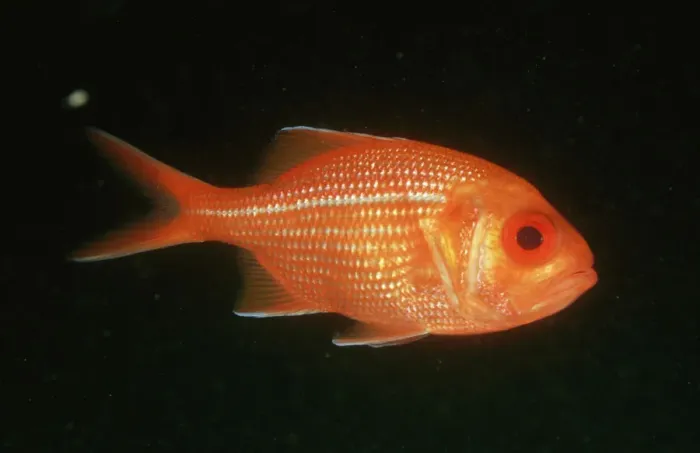Framed Print : red snapper: centroberyx gerrardi a prized eating fish kan garoo is. sa, australia Framed Print : red snapper: centroberyx gerrardi a prized eating fish kan garoo is. sa, australia