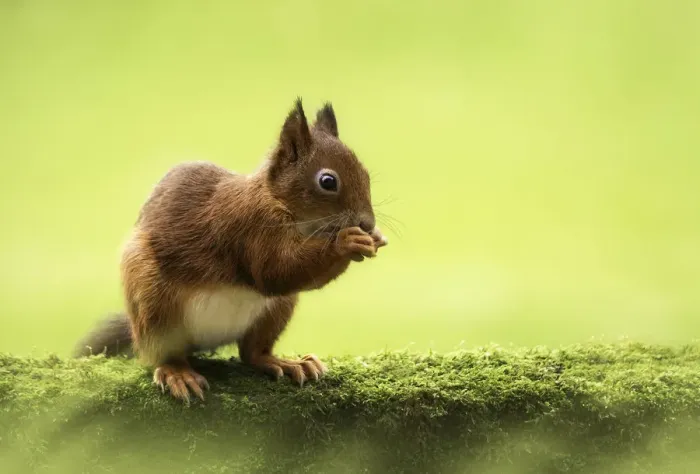 Framed Print : Red squirrel