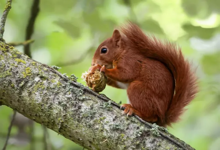 Framed Print : Red Squirrel
