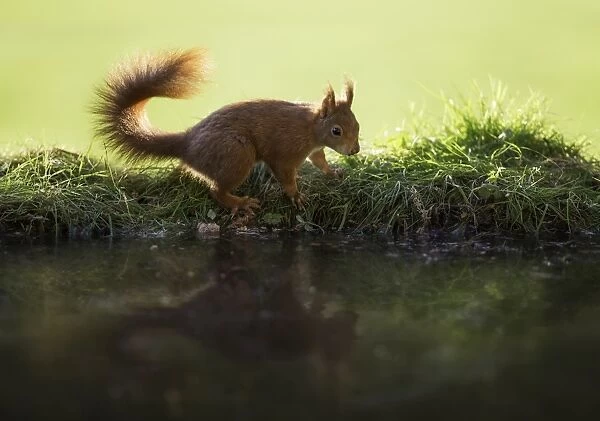 Red Squirrel reflected in pond