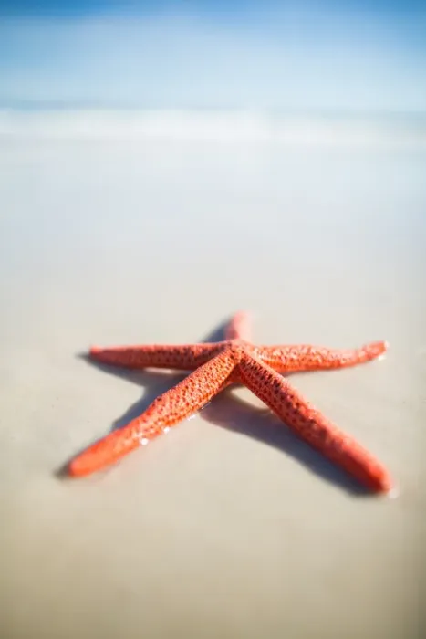 Framed Print : Red starfish on a beach. South Australia