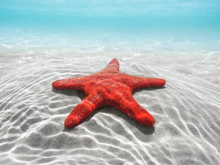Framed Print : Red starfish underwater. Spencer Gulf. South Australia Framed Print : Red starfish underwater. Spencer Gulf. South Australia