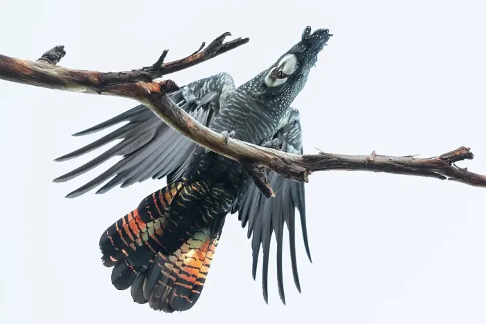 Framed Print : Red-tailed Black Cockatoo