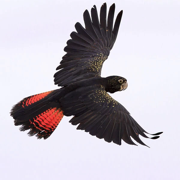 Red Tailed Black Cockatoo in flight