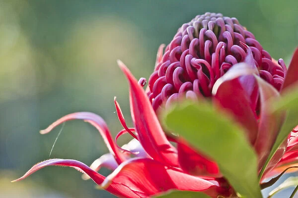 Red waratah flower