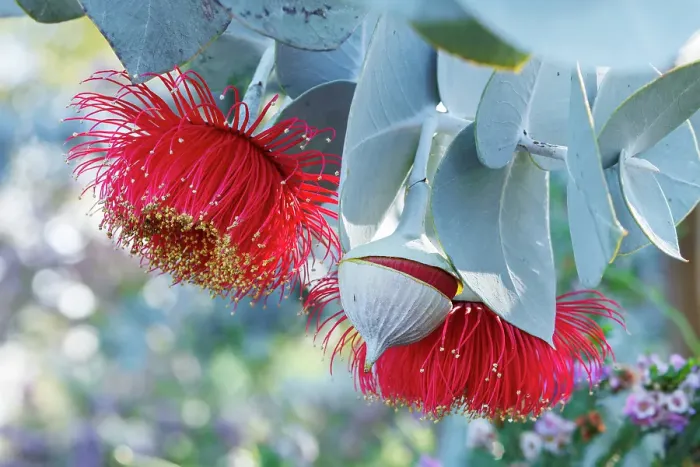 Framed Print : Red and Yellow Eucalyptus Gum Blossom Framed Print : Red and Yellow Eucalyptus Gum Blossom