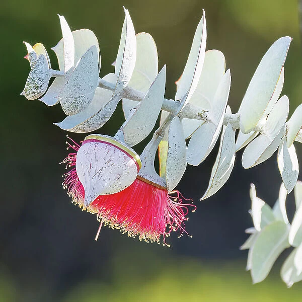 Red and Yellow Eucalyptus Gum Blossom - Eucalyptus macrocarpa, commonly known as mottlecah