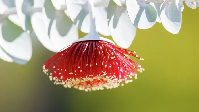 Framed Print : Red and Yellow Eucalyptus Gum Blossom - Eucalyptus macrocarpa, commonly known as mottlecah Framed Print : Red and Yellow Eucalyptus Gum Blossom - Eucalyptus macrocarpa, commonly known as mottlecah