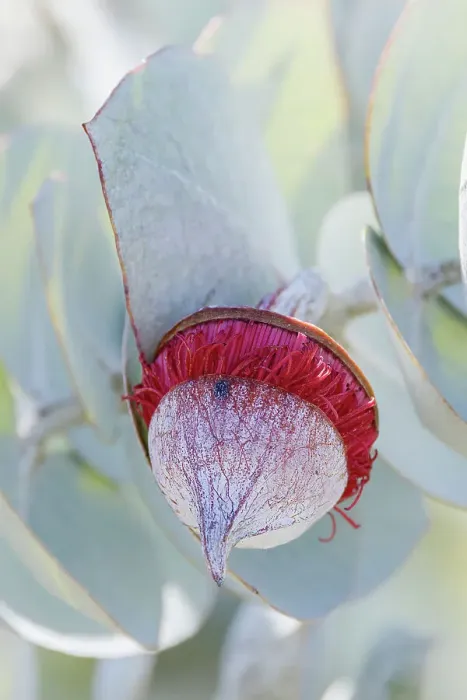 Framed Print : Red and Yellow Eucalyptus Gum Blossom - Eucalyptus macrocarpa, commonly known as mottlecah Framed Print : Red and Yellow Eucalyptus Gum Blossom - Eucalyptus macrocarpa, commonly known as mottlecah