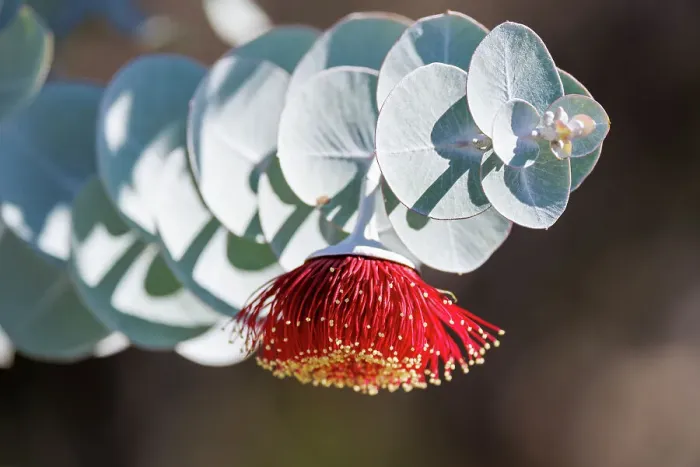 Framed Print : Red and Yellow Eucalyptus Gum Blossom - Eucalyptus macrocarpa, commonly known as mottlecah Framed Print : Red and Yellow Eucalyptus Gum Blossom - Eucalyptus macrocarpa, commonly known as mottlecah