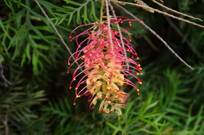 Framed Print : Red and yellow grevillea flower in bloom Framed Print : Red and yellow grevillea flower in bloom
