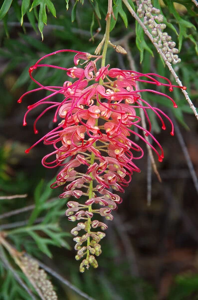 Red and yellow grevillea flower in bloom