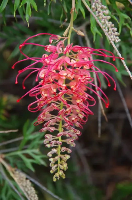 Framed Print : Red and yellow grevillea flower in bloom Framed Print : Red and yellow grevillea flower in bloom