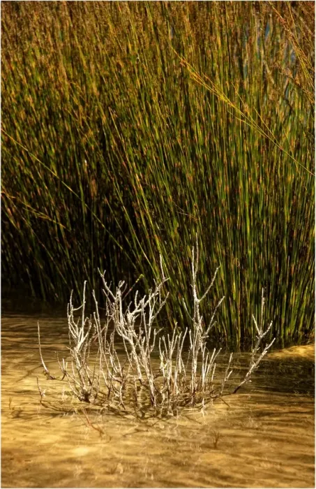 Framed Print : Reeds growing by a lake edge, King Island, Bass Strait, Tasmania, Australia