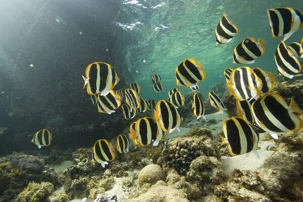 Reef Fish Lord Howe Island