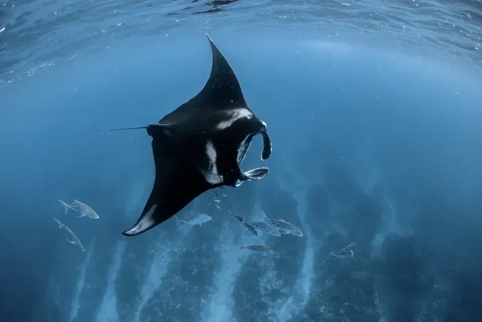 Framed Print : Reef manta ray