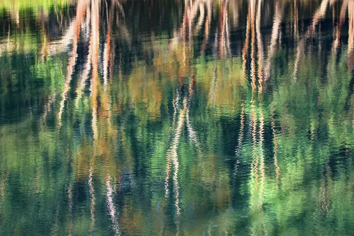 Framed Print : Reflection of a gum tree in the Murray River. Renmark. South Australia