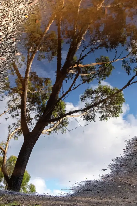 Framed Print : Reflection of a gum tree in a puddle Framed Print : Reflection of a gum tree in a puddle