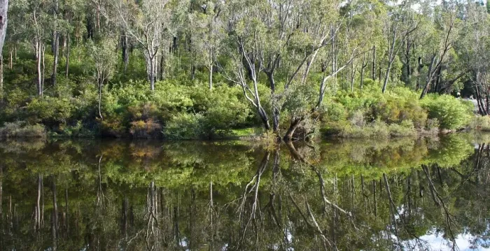 Framed Print : Reflection of the trees into the river at Dwellingup Framed Print : Reflection of the trees into the river at Dwellingup