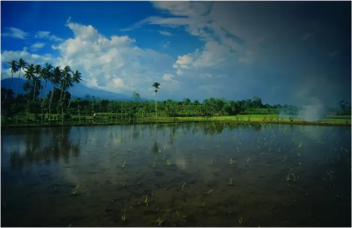 Framed Print : Reflections in an irrigated rice field on the Island of Lombok, Indonesia Framed Print : Reflections in an irrigated rice field on the Island of Lombok, Indonesia