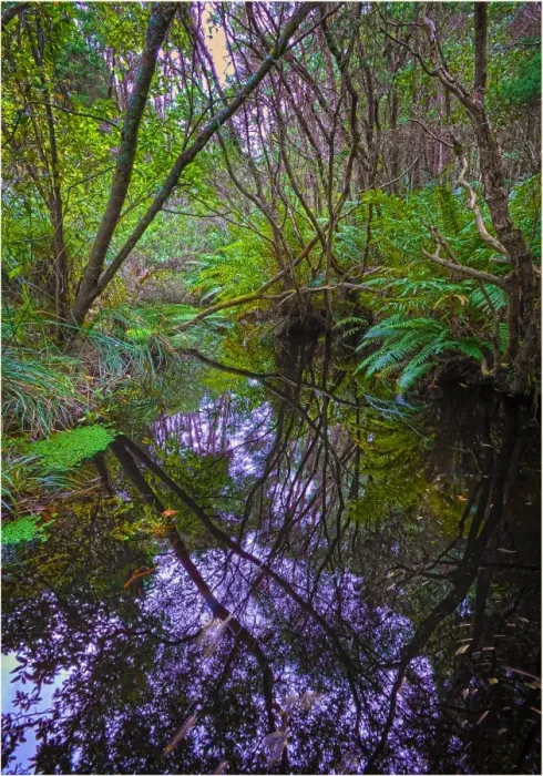 Framed Print : Reflections in Parer creek, Grassy, King Island, Bass Strait, Tasmania, Australia