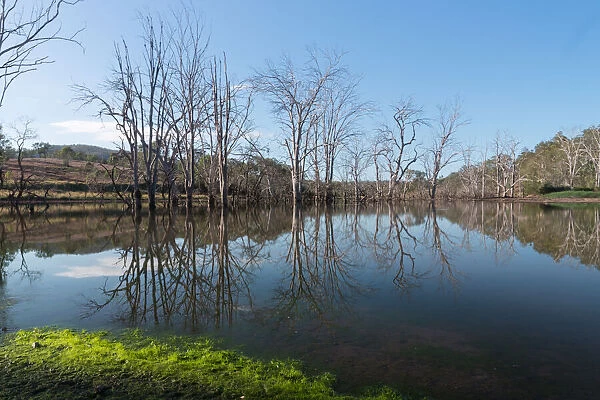 Reflections on the Wyaralong dam in rural Queensland