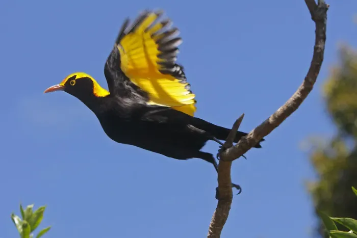 Framed Print : Regent Bower Bird Take Off Framed Print : Regent Bower Bird Take Off