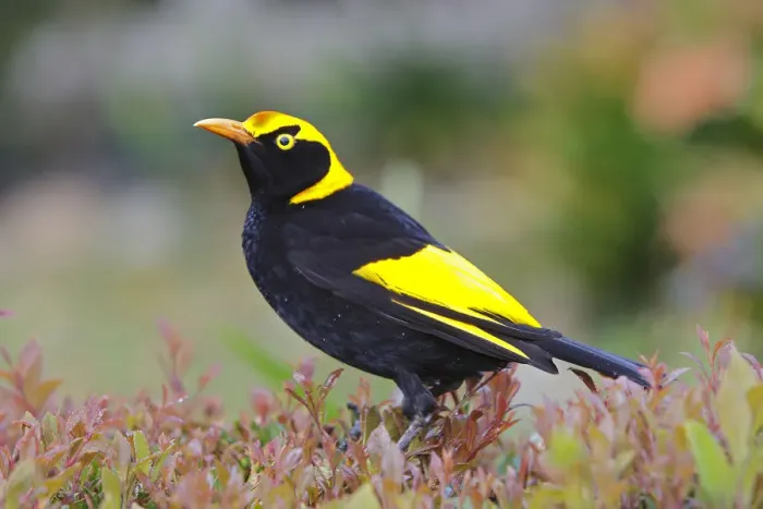 Framed Print : REGENT BOWERBIRD Framed Print : REGENT BOWERBIRD