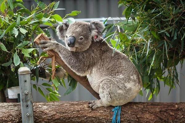 Rescued Koala