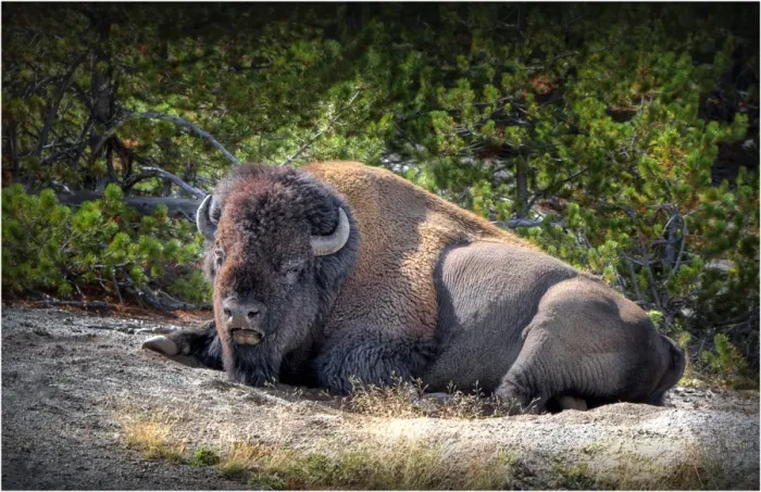 Framed Print : Resting bison Yellowstone National Park, Wyoming, United States Framed Print : Resting bison Yellowstone National Park, Wyoming, United States