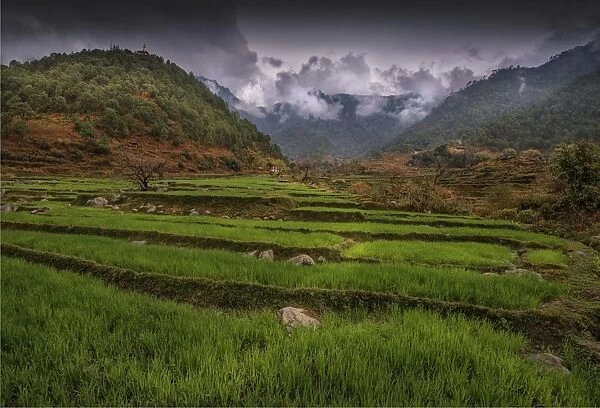 Rice farming in the Punakha district of Bhutan