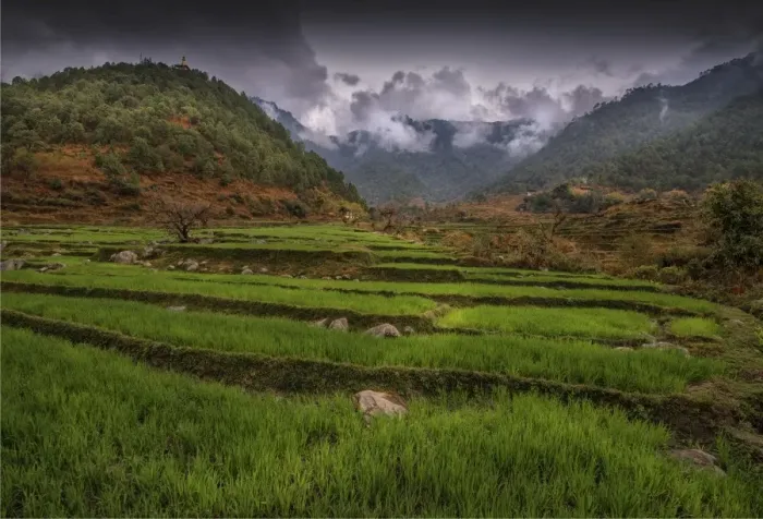 Framed Print : Rice farming in the Punakha district of Bhutan Framed Print : Rice farming in the Punakha district of Bhutan