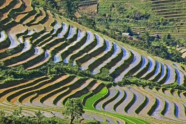 Rice terraces, Sapa, Vietnam