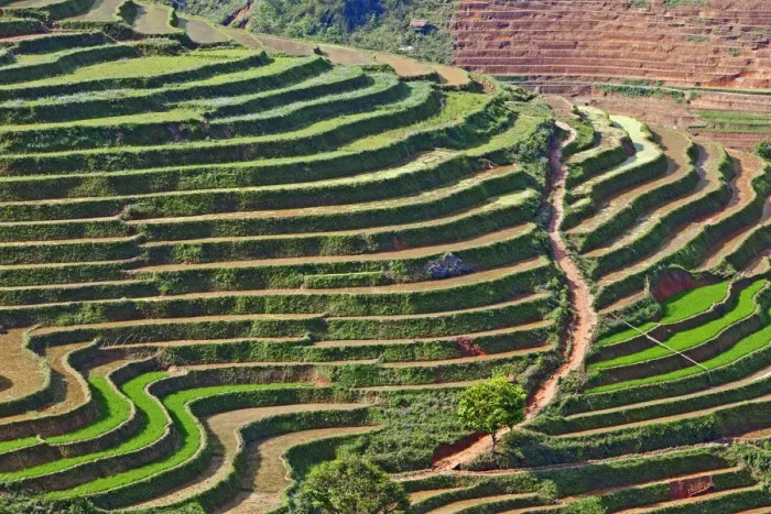 Framed Print : Rice terraces, Sapa, Vietnam Framed Print : Rice terraces, Sapa, Vietnam