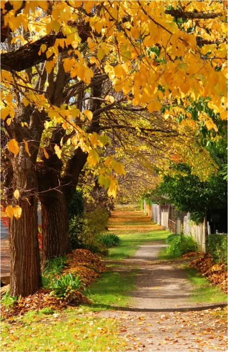 Framed Print : The rich hues and colours of autumn in Central Victoria