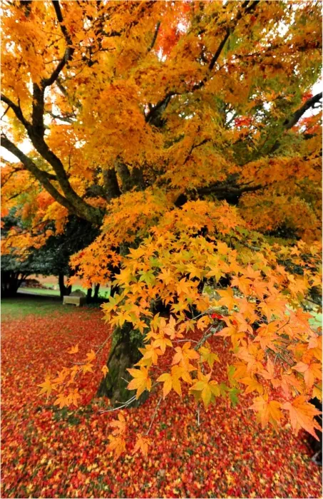 Framed Print : The rich hues and colours of autumn in Central Victoria