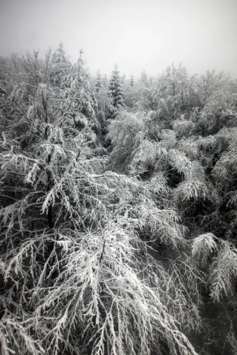 Framed Print : Rila Mountains pine trees covered in snow Framed Print : Rila Mountains pine trees covered in snow