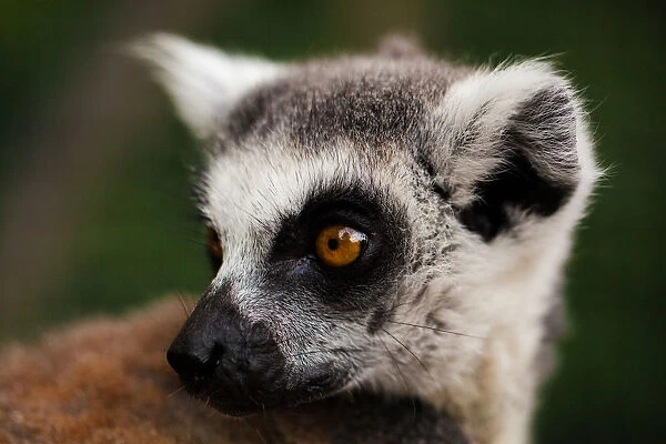 Ring-tail Lemur