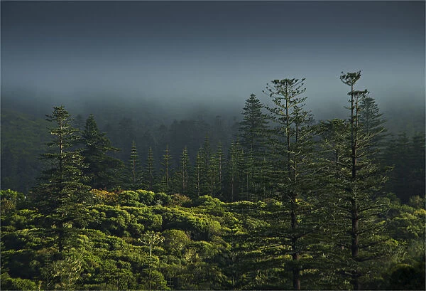 Rising mist in the rainforest of the National park on Norfolk Island