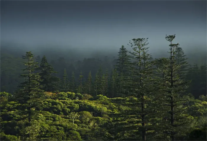 Framed Print : Rising mist in the rainforest of the National park on Norfolk Island