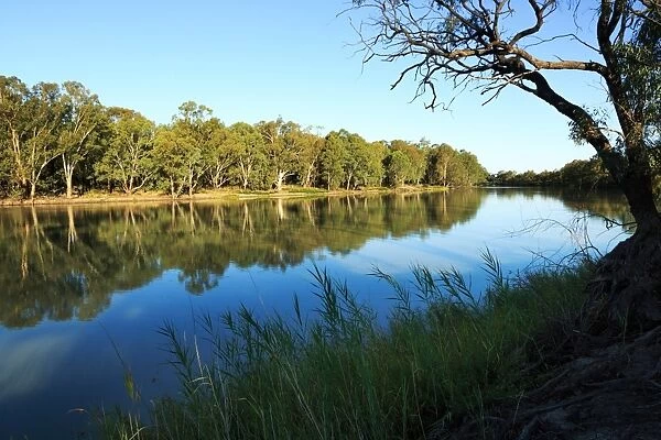 River gum trees on the Murray River. Australia