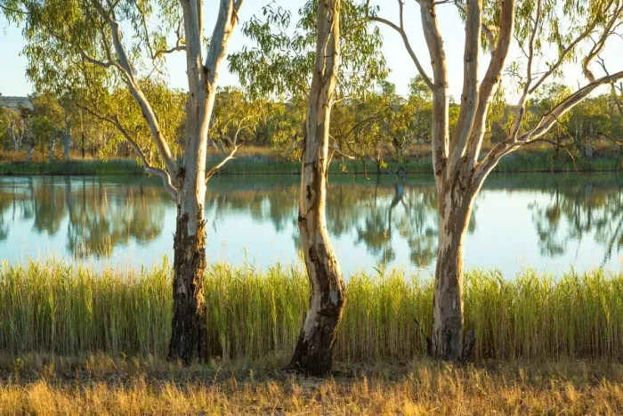 Framed Print : Three river gums Framed Print : Three river gums