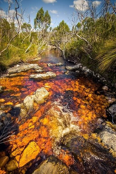 River (Pass Creek) at Arthur Plains in Southwest Tasmania