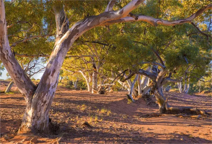 Framed Print : River red gums